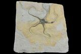 Detailed, Jurassic Brittle Star (Palaeocoma) - Lyme Regis #171240-1